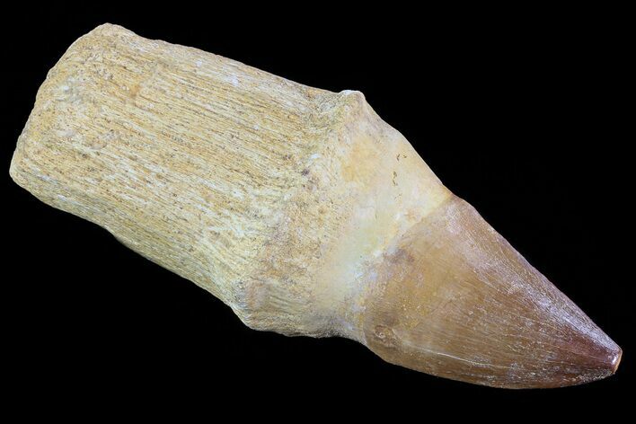 Rooted Mosasaur (Prognathodon) Tooth #72866